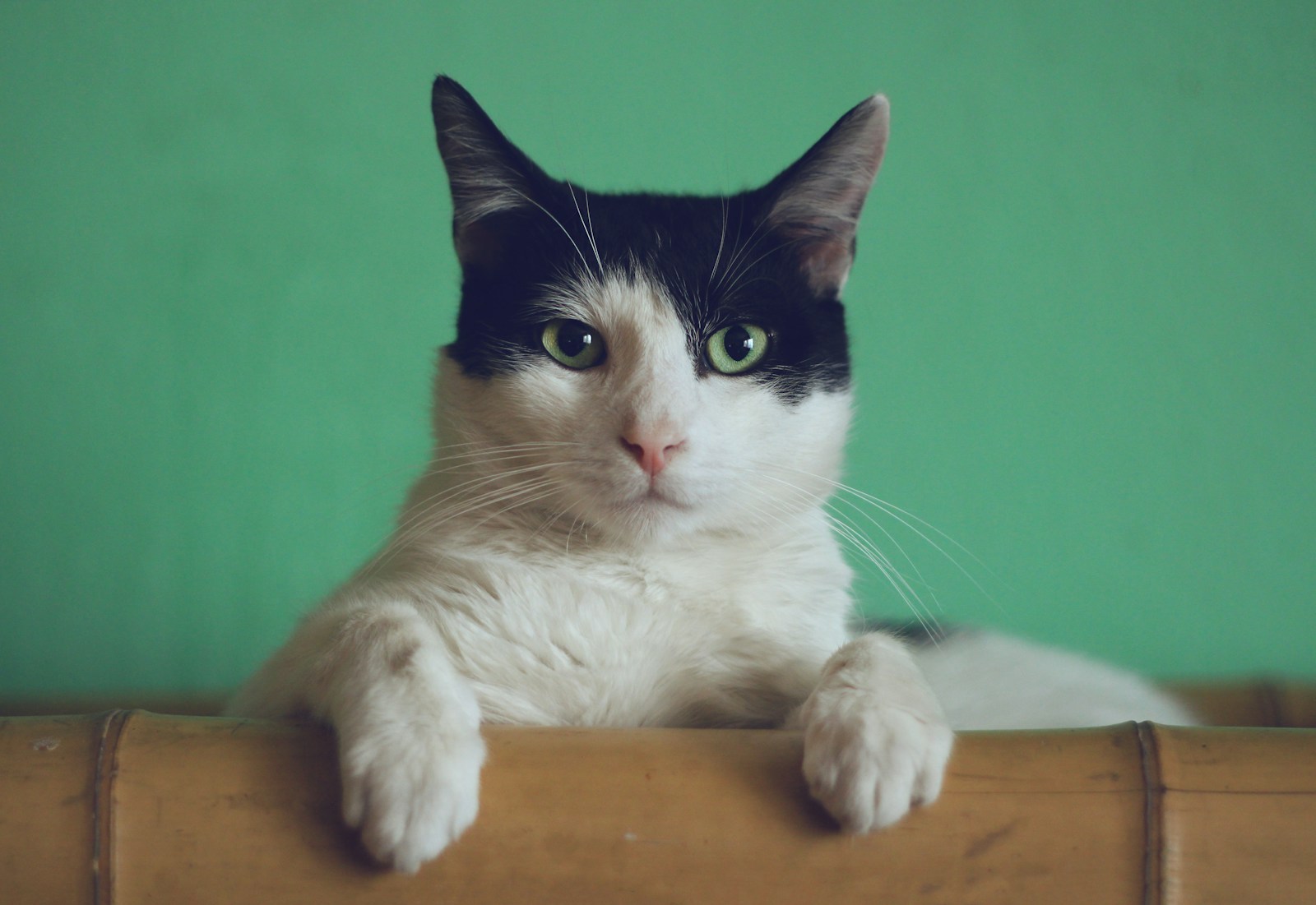 一只猫安静地望向镜头